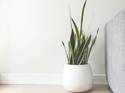 White Ceramic Pot